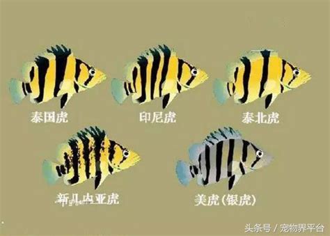 陽光黃金葛風水 虎魚種類